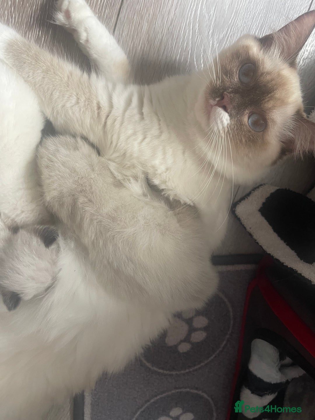 Ragdoll cats for sale: 🩵 Beautiful Ragdoll Kittens Ready at 12 Weeks! 🩵 - Image 3