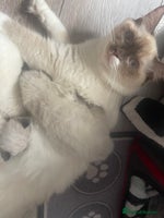 Ragdoll cats - Advert 3