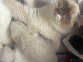 Ragdoll cats - Advert 1