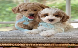 Mixed Breed dogs for sale: Teddy bear puppies - Image 5