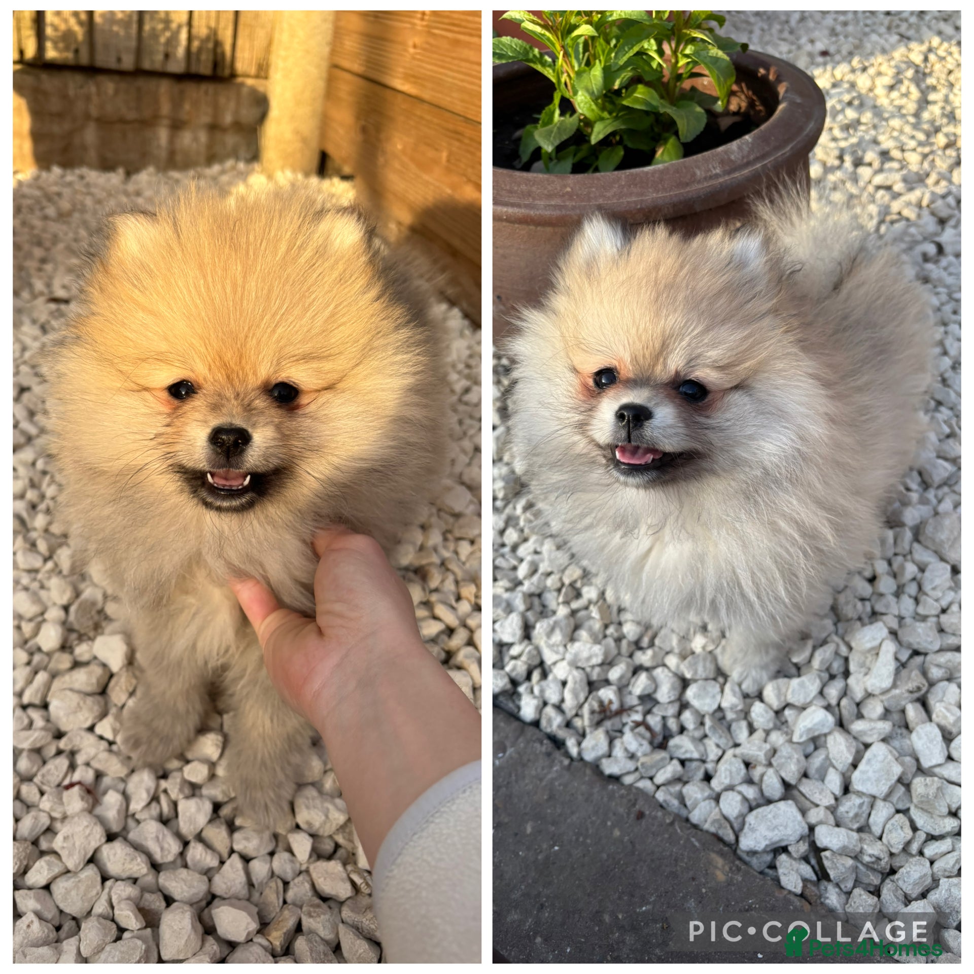 Pomeranian dogs Cream Sable Pomeranian puppies (READY) - Advert 3