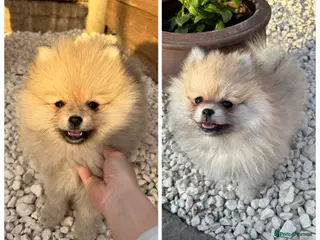 Pomeranian dogs Cream Sable Pomeranian puppies (READY) - Advert 3