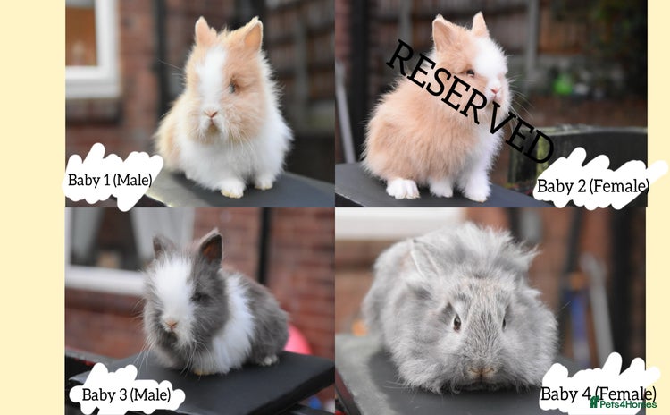 Mixed Breed rabbits - Advert 8