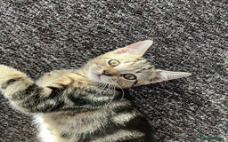 Domestic Shorthair cats for sale: Beautiful Domestic Shorthair kitten - Image 1