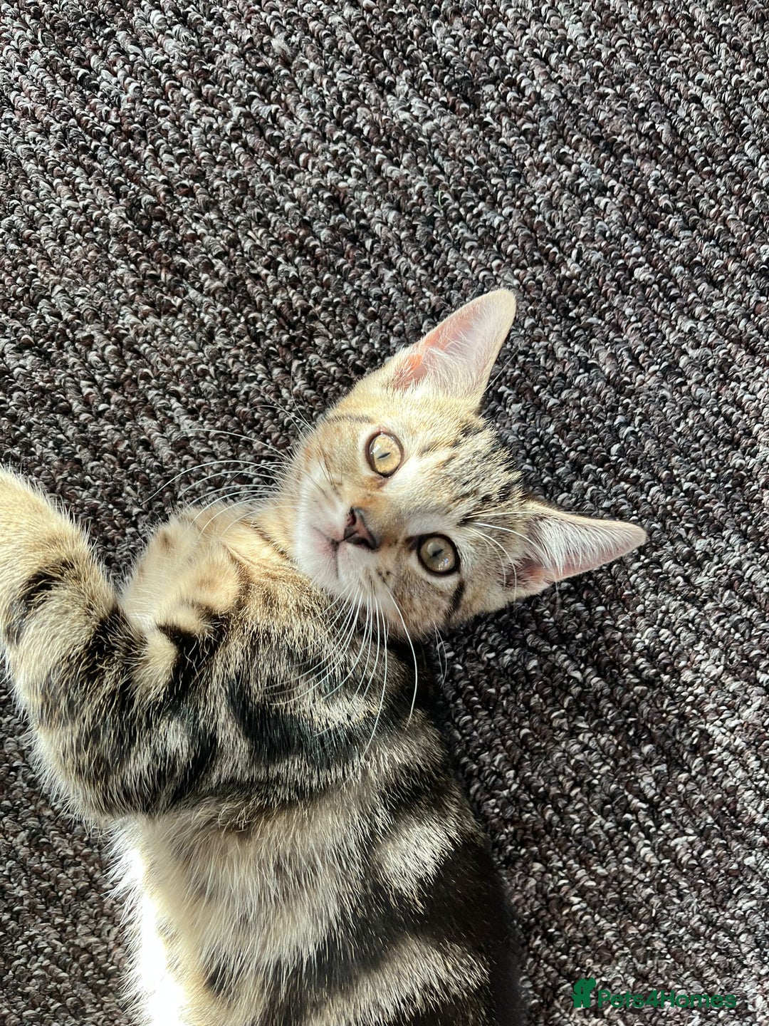 Domestic Shorthair cats for sale: Beautiful Domestic Shorthair kitten - Image 1