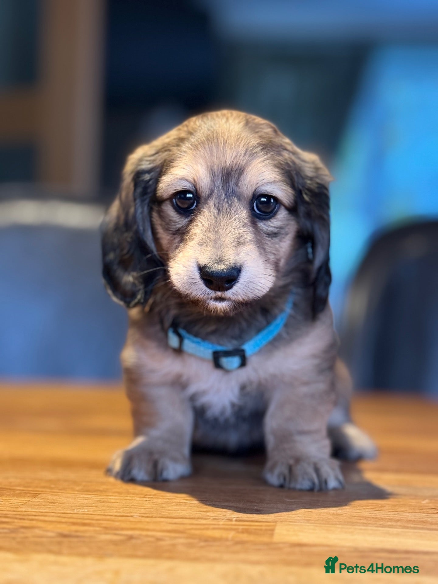 Miniature Dachshund dogs KC Registered Cream Long Haired Mini Dachshunds - Advert 16