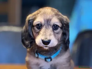Miniature Dachshund dogs KC Registered Cream Long Haired Mini Dachshunds - Advert 16