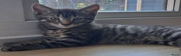 Russian Blue cats for sale: 🐾 Stunning 9 weeks Russian Blue X Tabby Kittens - Advert 8