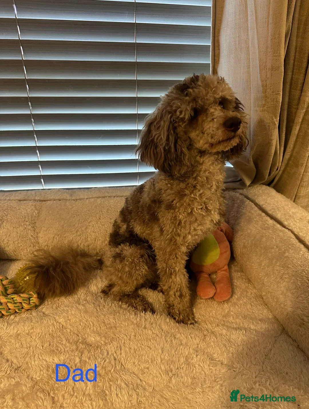 Doxiepoo dogs for sale: 4 Beautiful Doxiepoo Puppies - Advert 2