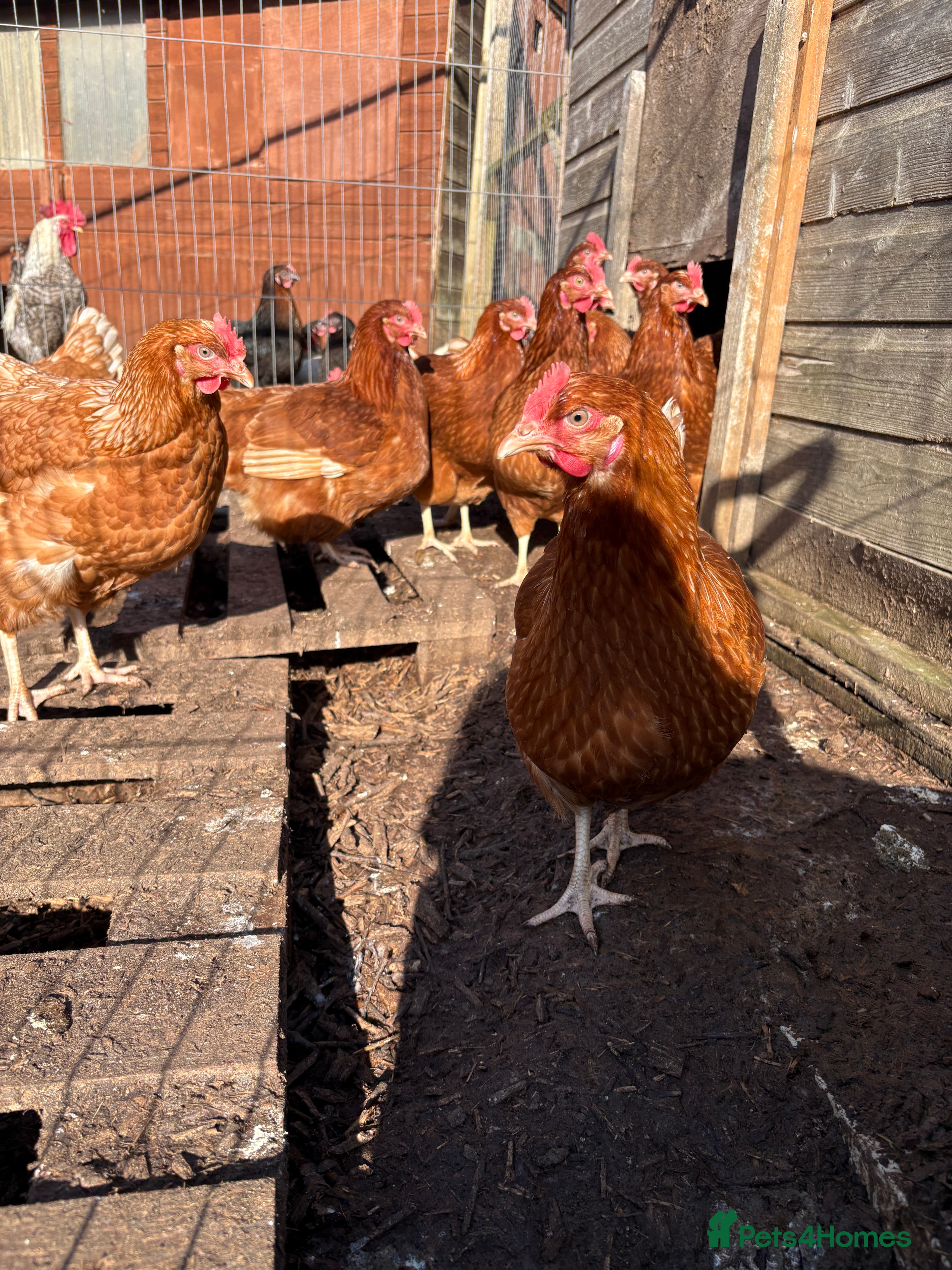 Chickens poultry POL Goldlines  - Advert 2