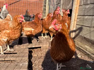 Chickens poultry POL Goldlines - Advert 13