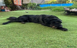 Mixed Breed dogs for sale: Elegant Espresso ☕ - Image 13