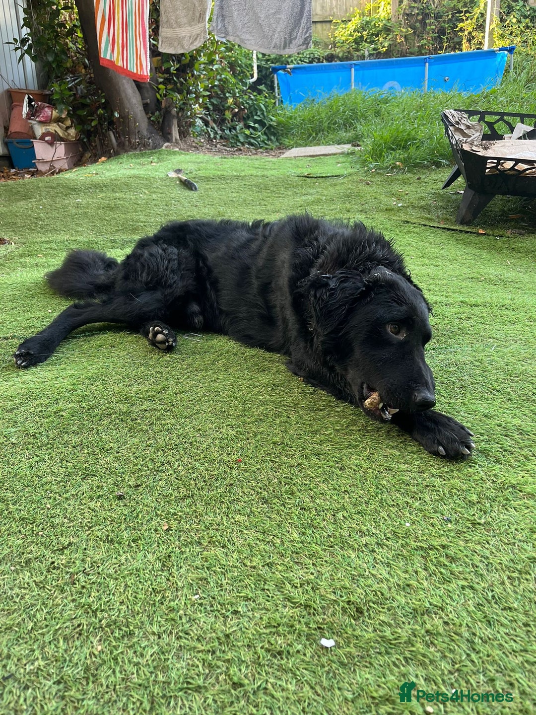 Mixed Breed dogs for sale: Elegant Espresso ☕ - Image 13