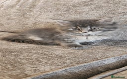 Maine Coon cats for sale: 2 male maine coon kittens - Image 6