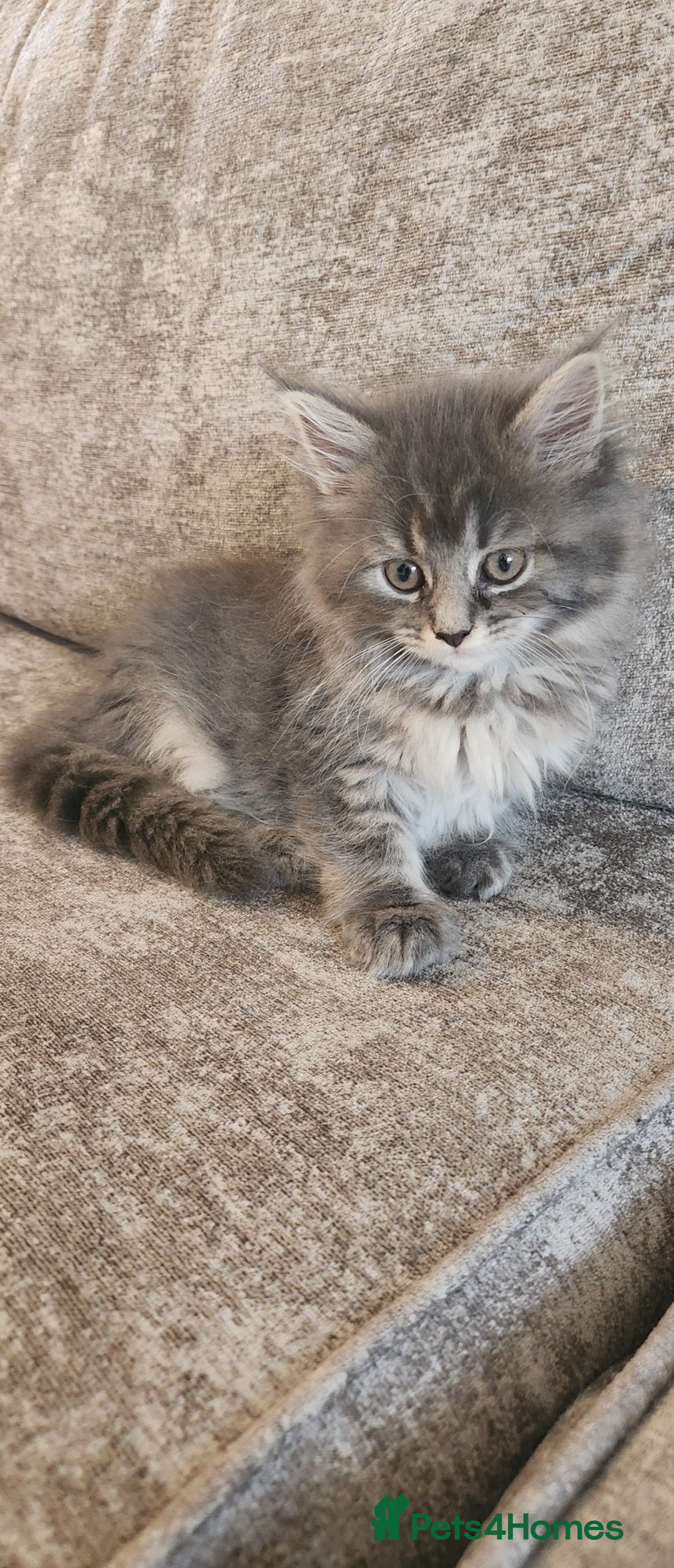 Maine Coon cats for sale: 2 male maine coon kittens - Image 6