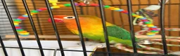 Lovebirds birds for sale: Lovely Lovebird For Sale in Banbury - Advert 15