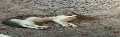 Domestic Shorthair 1