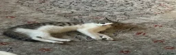 Domestic Shorthair cats for sale: Female Kitten  - Advert 1