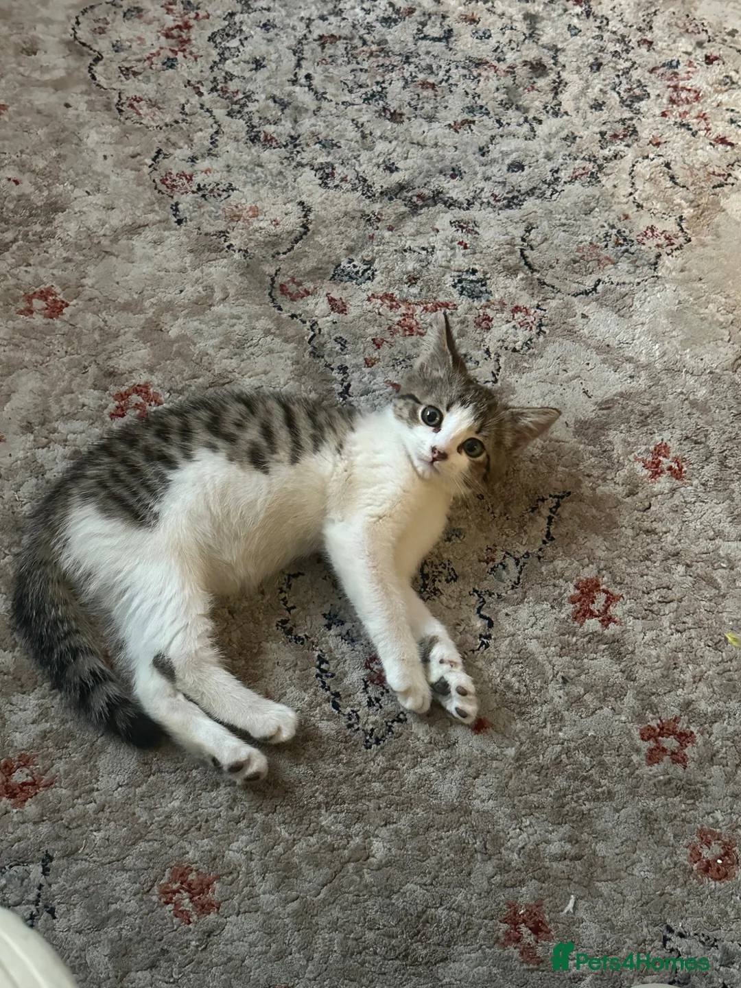 Domestic Shorthair cats for sale: Female Kitten  - Advert 1