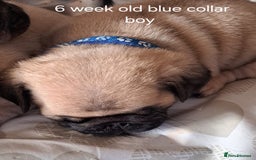 Pug dogs for stud: Casper - Image 4