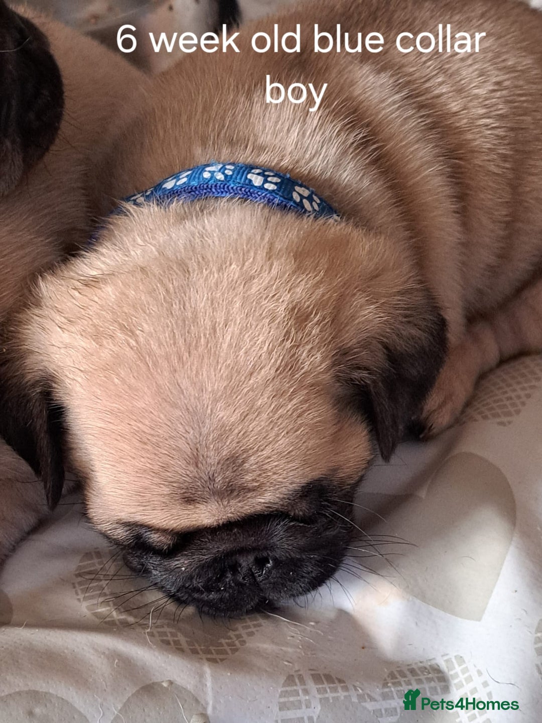 Pug dogs for stud: Casper - Image 4