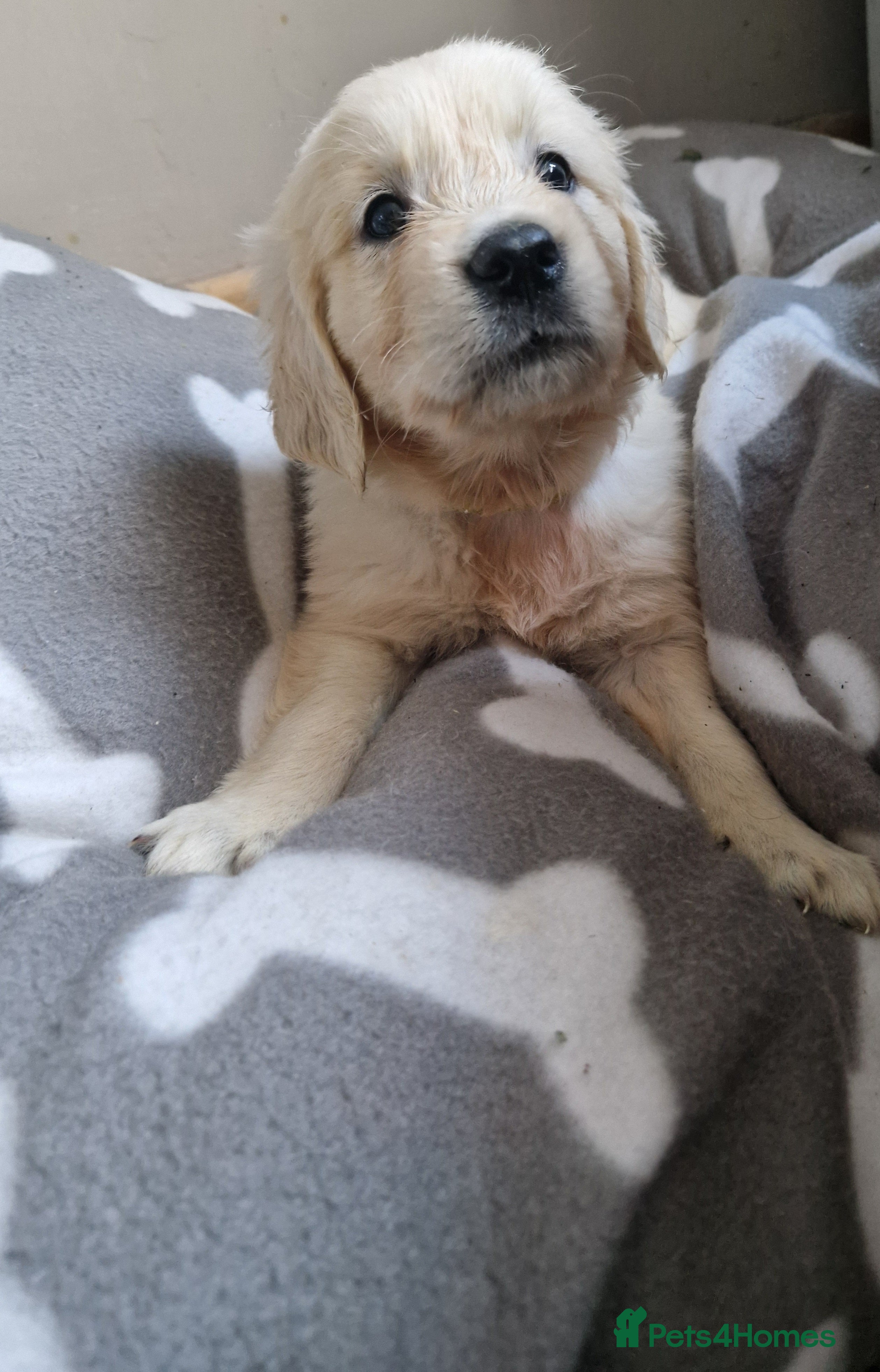 Golden Retriever dogs Kc Golden retriver,  READY 20. DEC. - Advert 7