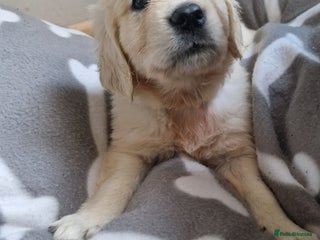 Golden Retriever dogs Kc Golden retriver, READY 20. DEC. - Advert 2