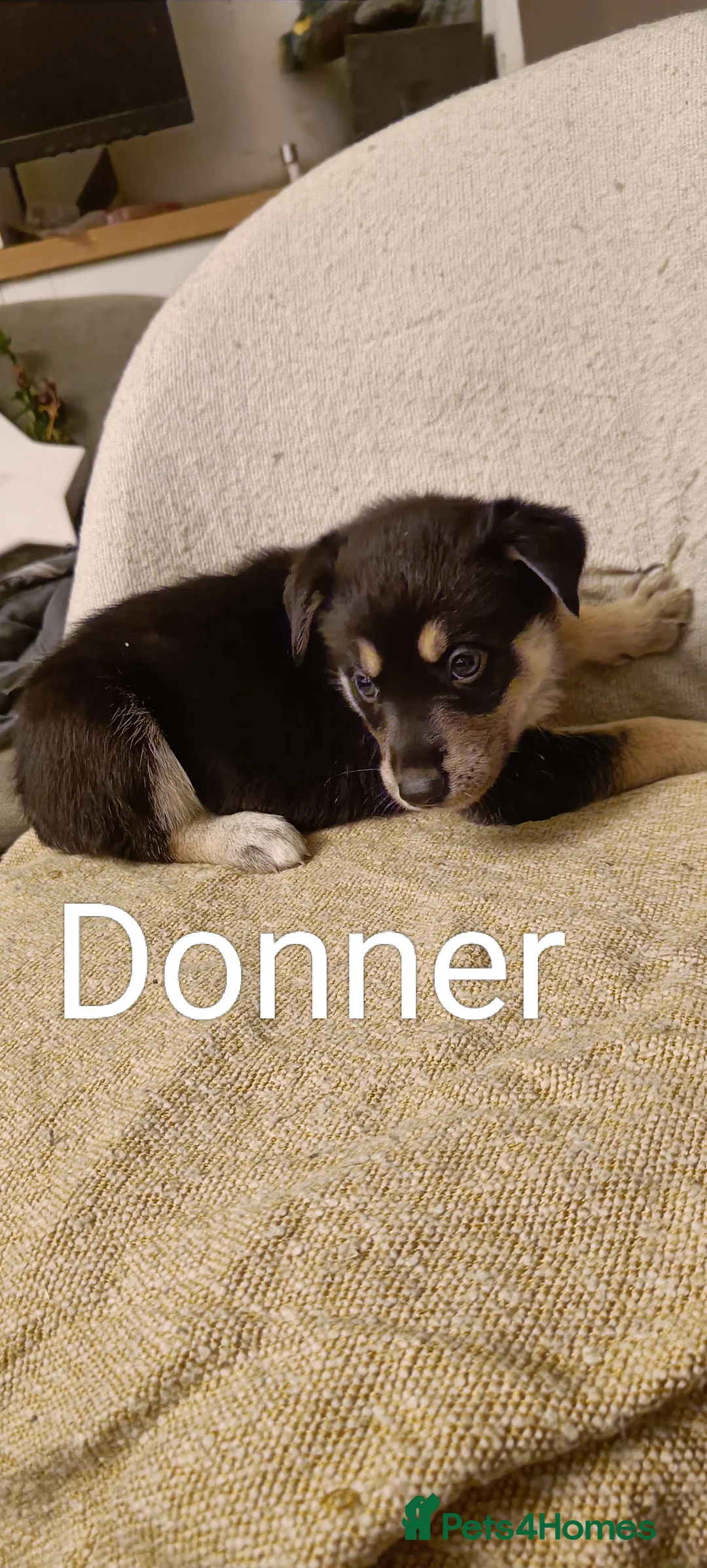 Shepsky dogs for sale: 9x Gorgeous Shepsky Puppies available 31/01 - Advert 19