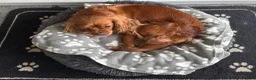 Cavalier King Charles Spaniel dogs for sale: 2 Year Old Cavalier King Charles Spaniel in Leigh - Advert 4