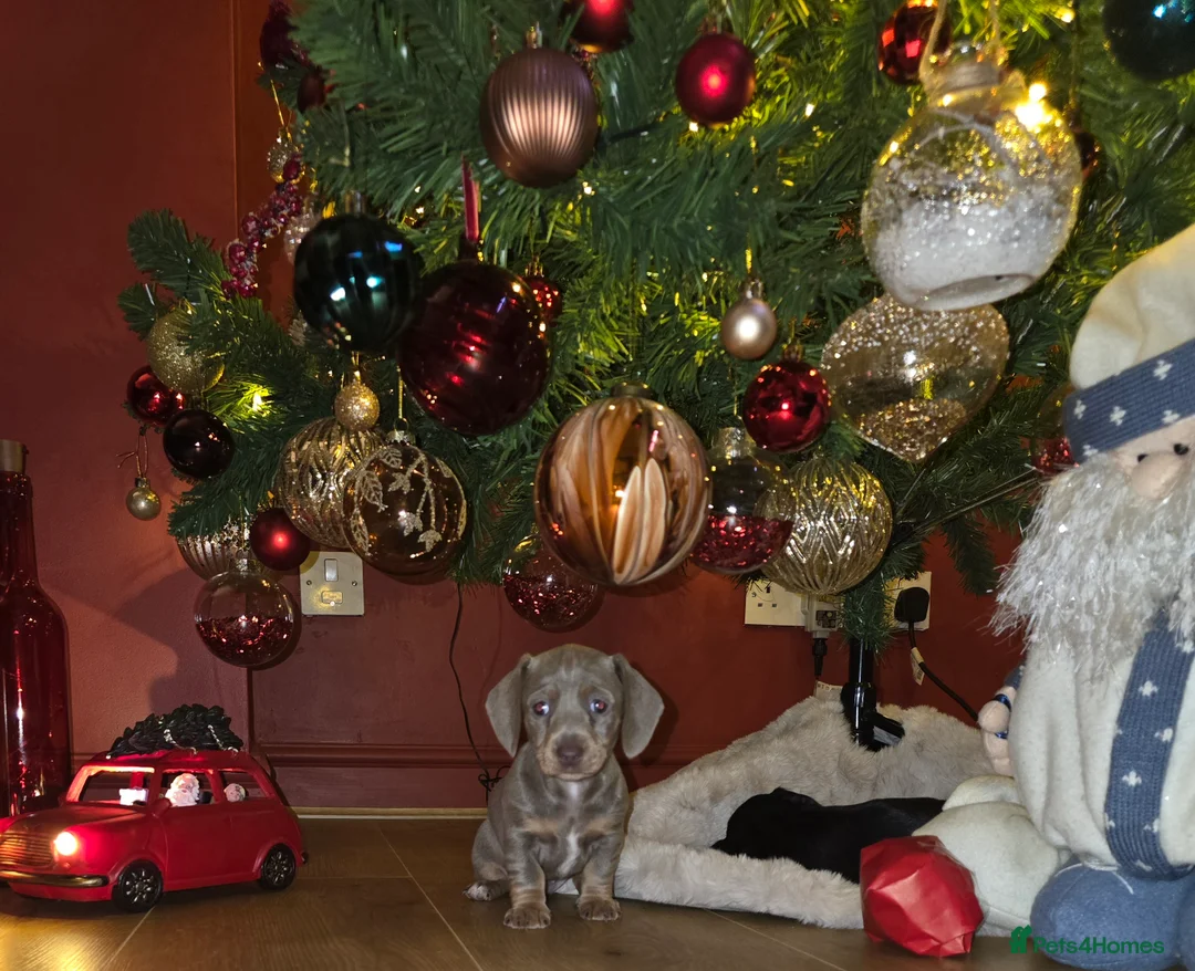 Miniature Dachshund dogs for sale: KC Miniature Shorthaired Dachshund! - Advert 8