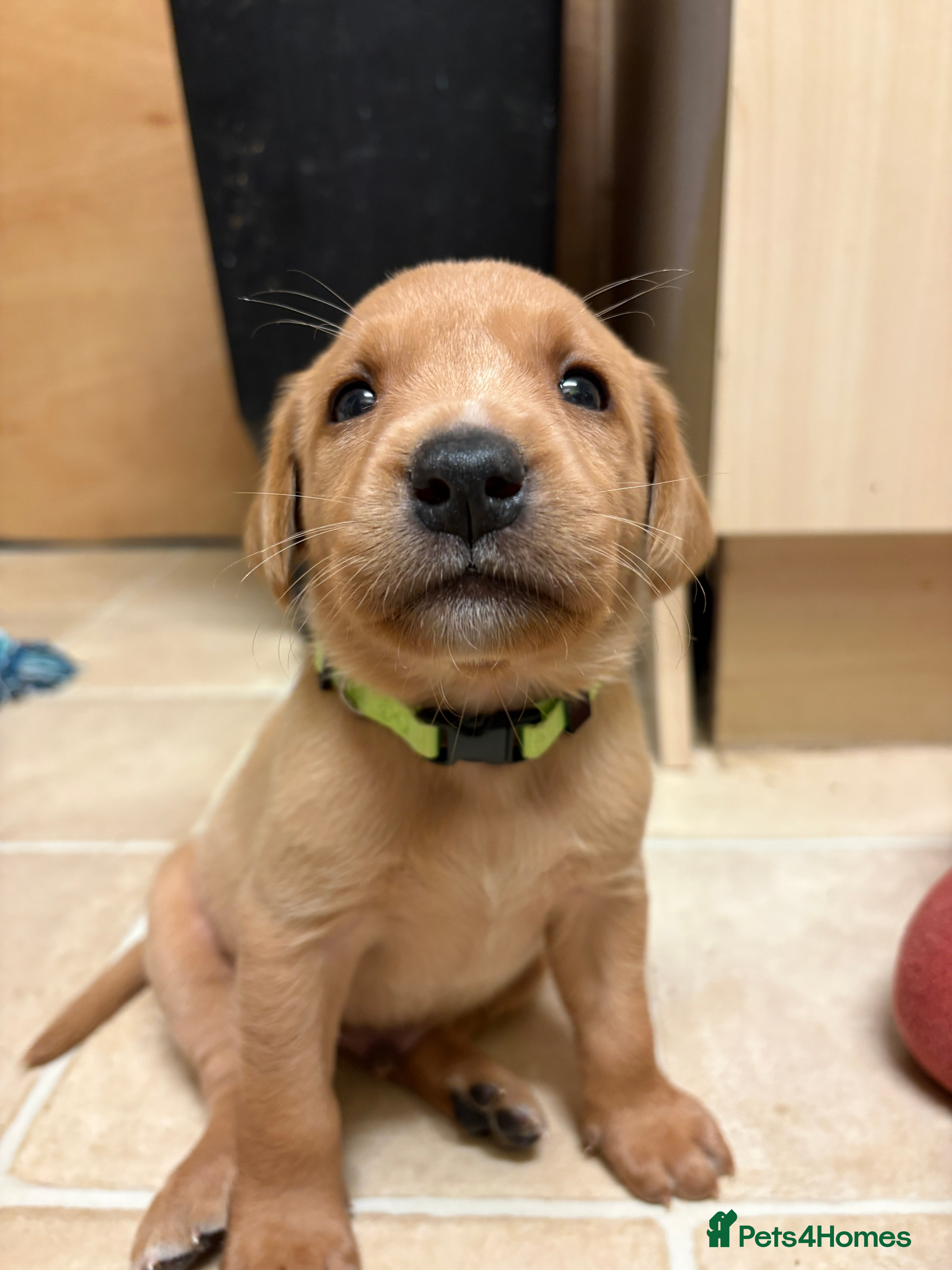 Labrador Retriever dogs Fox red Labrador puppies  - Advert 2