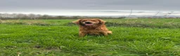 Golden Retriever dogs for stud: Working Golden Retriever for Stud - Advert 7