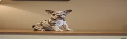 French Bulldog dogs for sale: Stunning Frenchie pups  - Advert 8