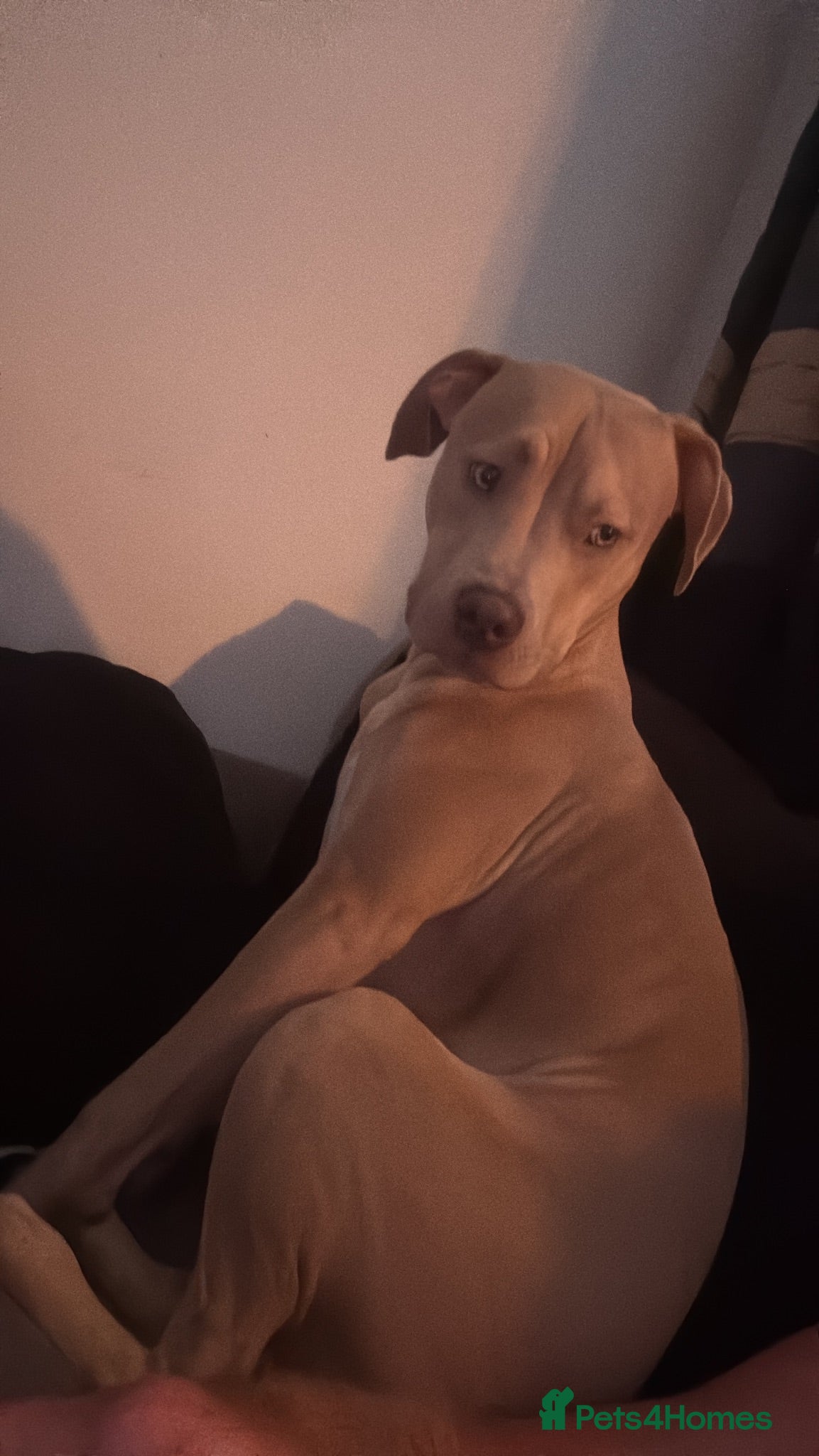 Mixed Breed dogs Pablo  - Advert 6