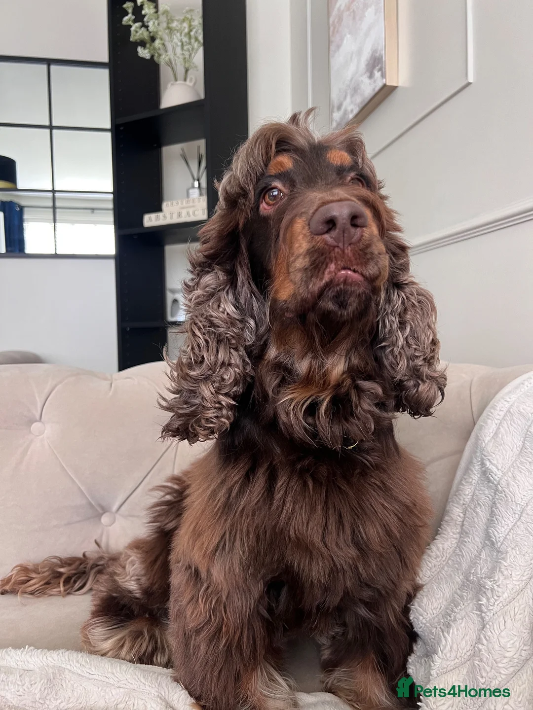 Cocker Spaniel dogs for stud: ⭐️ Incredible KC show cocker spaniel⭐️ - Advert 9
