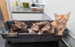 Bengal cats for sale: Gorgeous Bengal / Persian X kittens - Image 11