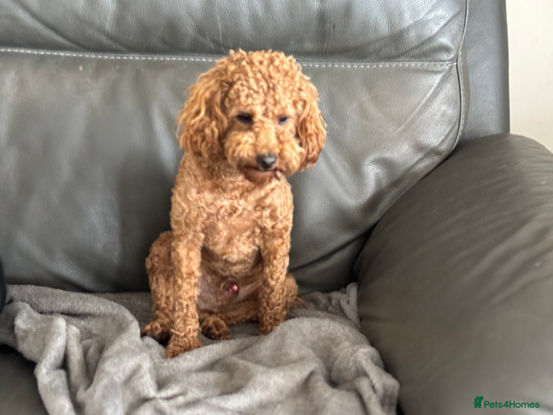 Toy Poodle dogs for sale: KC Toy Poodle Boy - Image 10