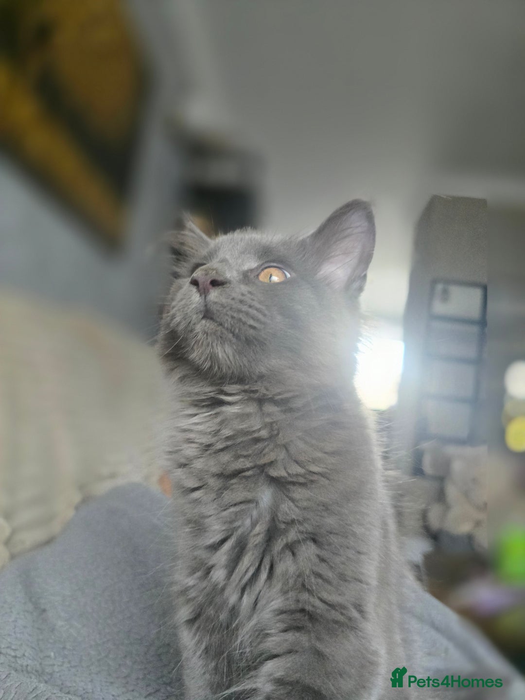 Maine Coon cats for sale: Blue Beautiful baby Milo  - Advert 6