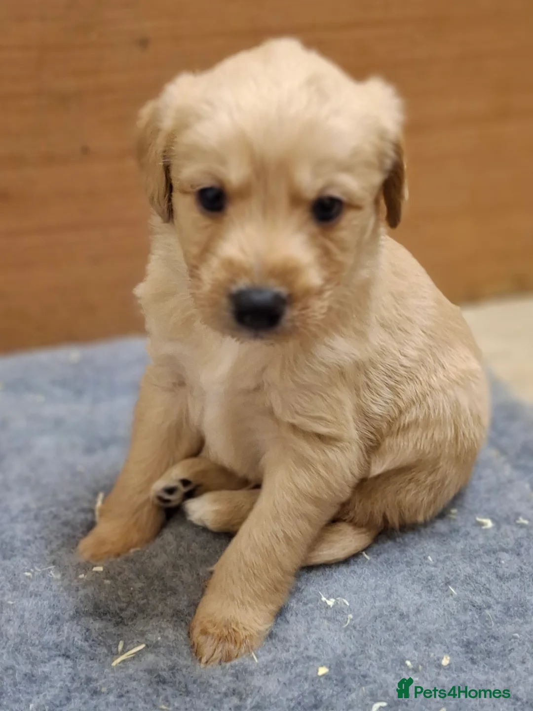 Mixed Breed dogs for sale: Miniature labradoodle X Whippet Puppies - Advert 4
