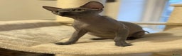 Sphynx cats for sale: Emaidacanadiansphynx - Advert 11