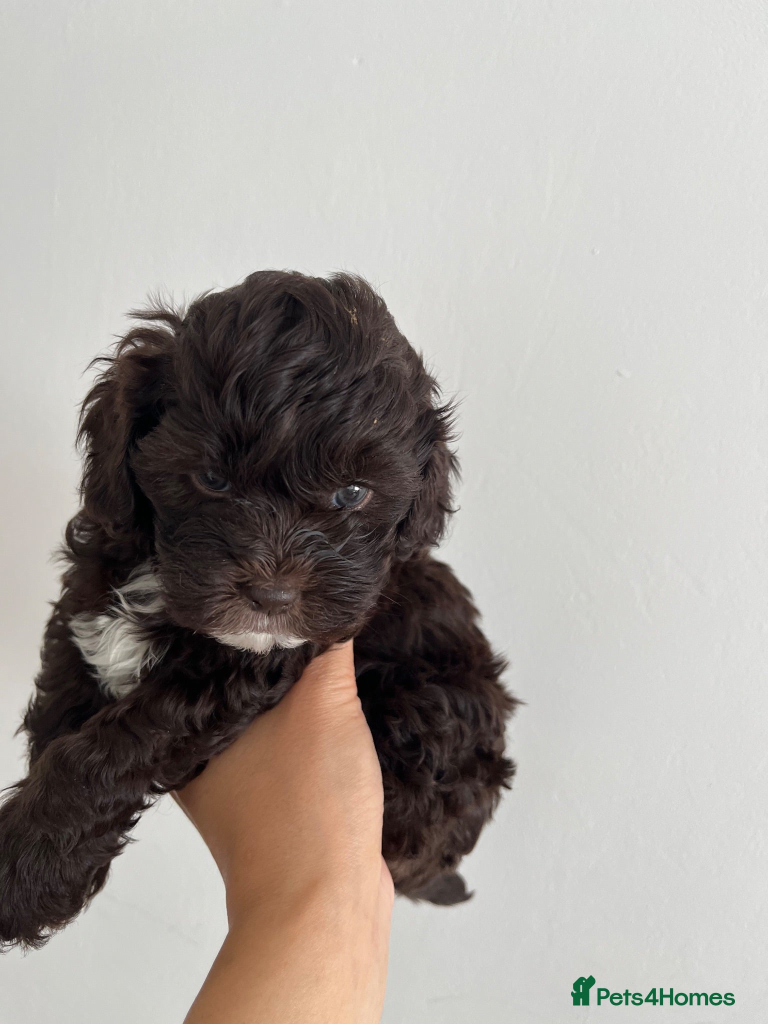 Shihpoo dogs 🐶 Beautiful Shih-Poo Puppies Poodle) ❤️ - Advert 13