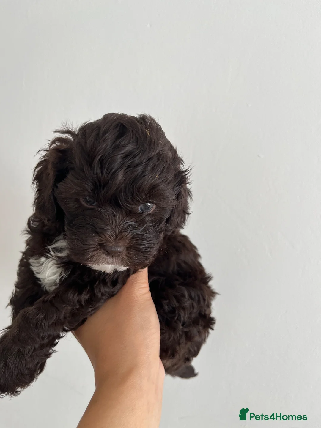Shihpoo dogs for sale: 🐶 Beautiful Shih-Poo Puppies Poodle) ❤️ - Advert 1