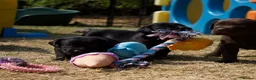 Labrador Retriever dogs for sale: Quality Labrador pups. Health tested parents - Advert 9