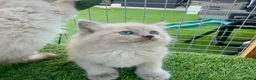Ragdoll cats for sale: Mink ragdoll kittens full breed - Advert 8