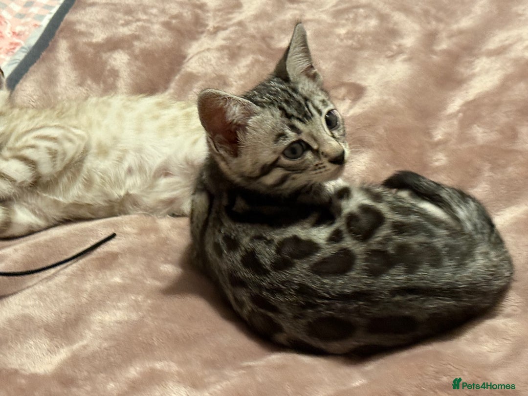 Bengal cats for sale: ⭐️Divine silver black spotted tabby bengal ⭐️ - Advert 30