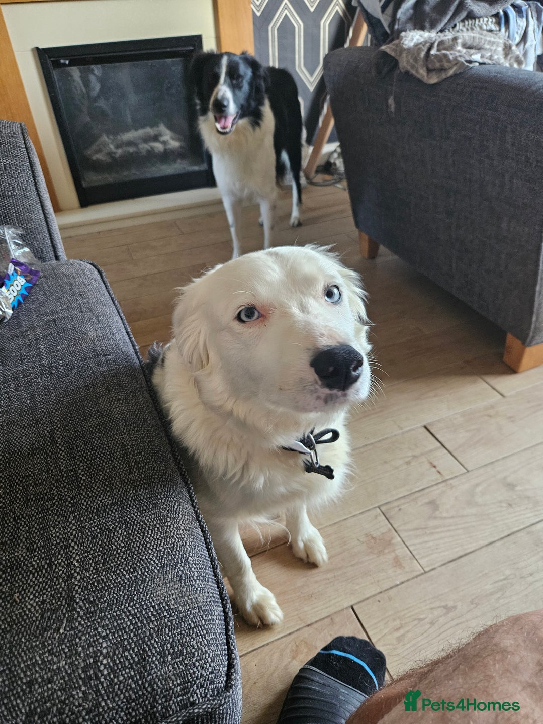 Border Collie dogs for sale: 5 border collie pups - Image 8