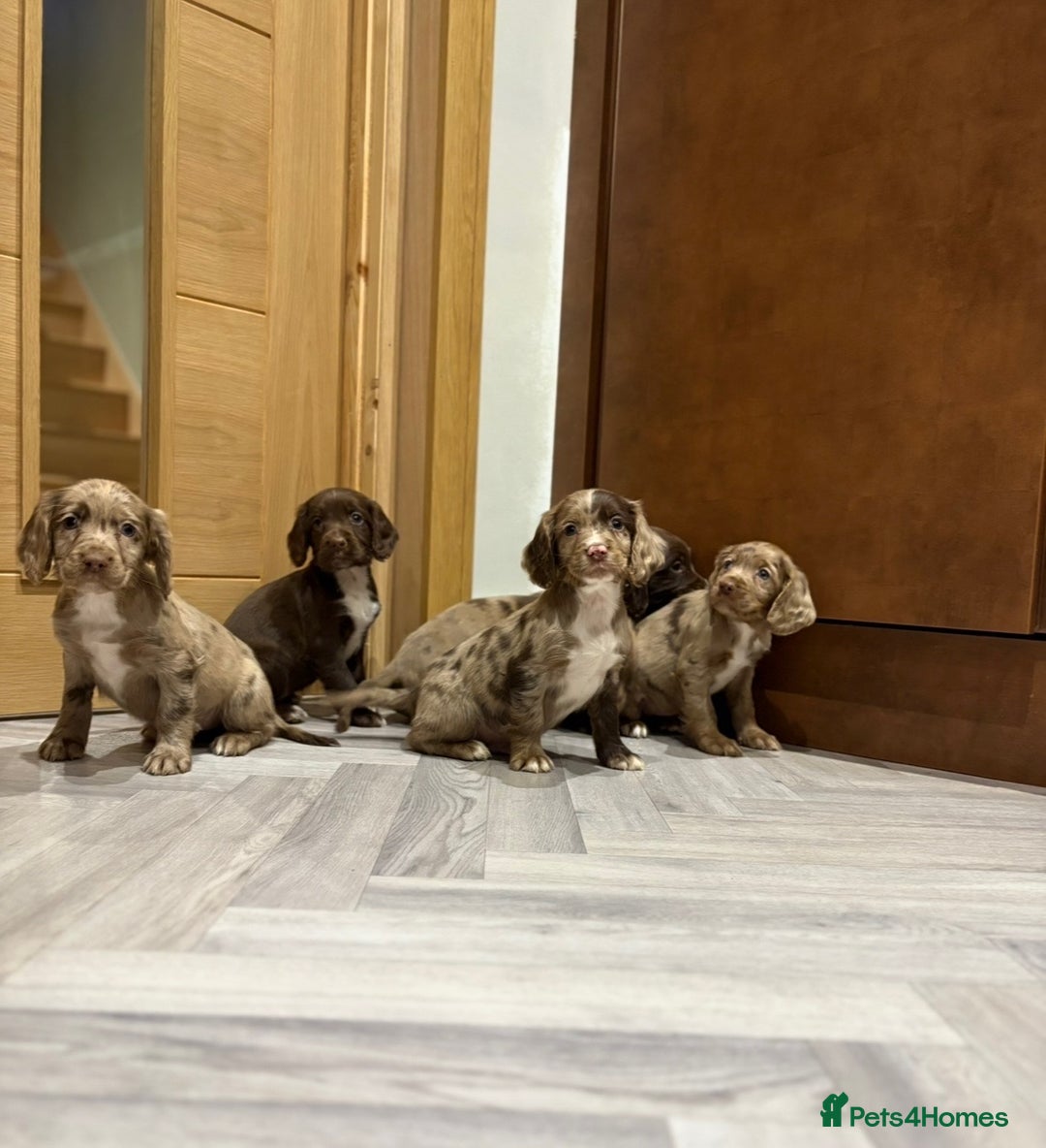 Cocker Spaniel dogs for sale: 🐶 KC Registered Cocker Spaniel Pups 🐶  - Advert 6