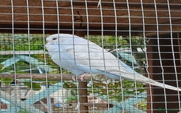 Budgerigars birds for sale: Beautiful baby budgies ready for rehoming - Image 3