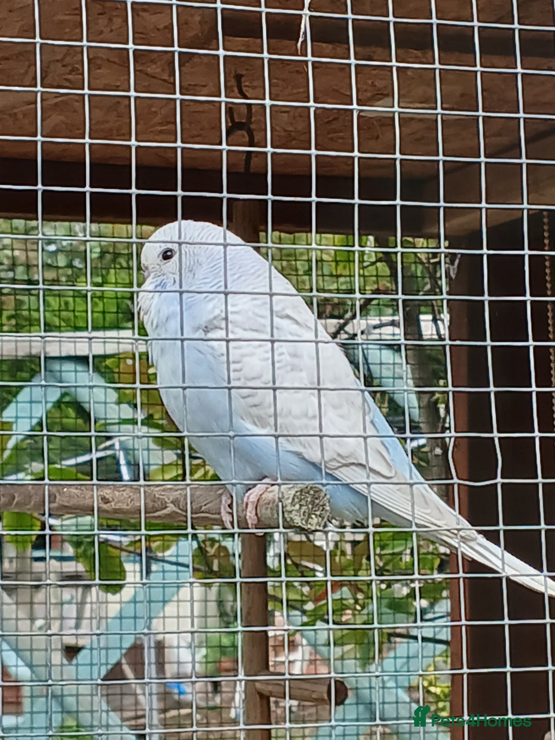 Budgerigars birds for sale: Beautiful baby budgies ready for rehoming - Image 3