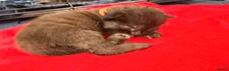Mixed Breed cats for sale: 1/4 Maine coon cross mixed breed  - Advert 16